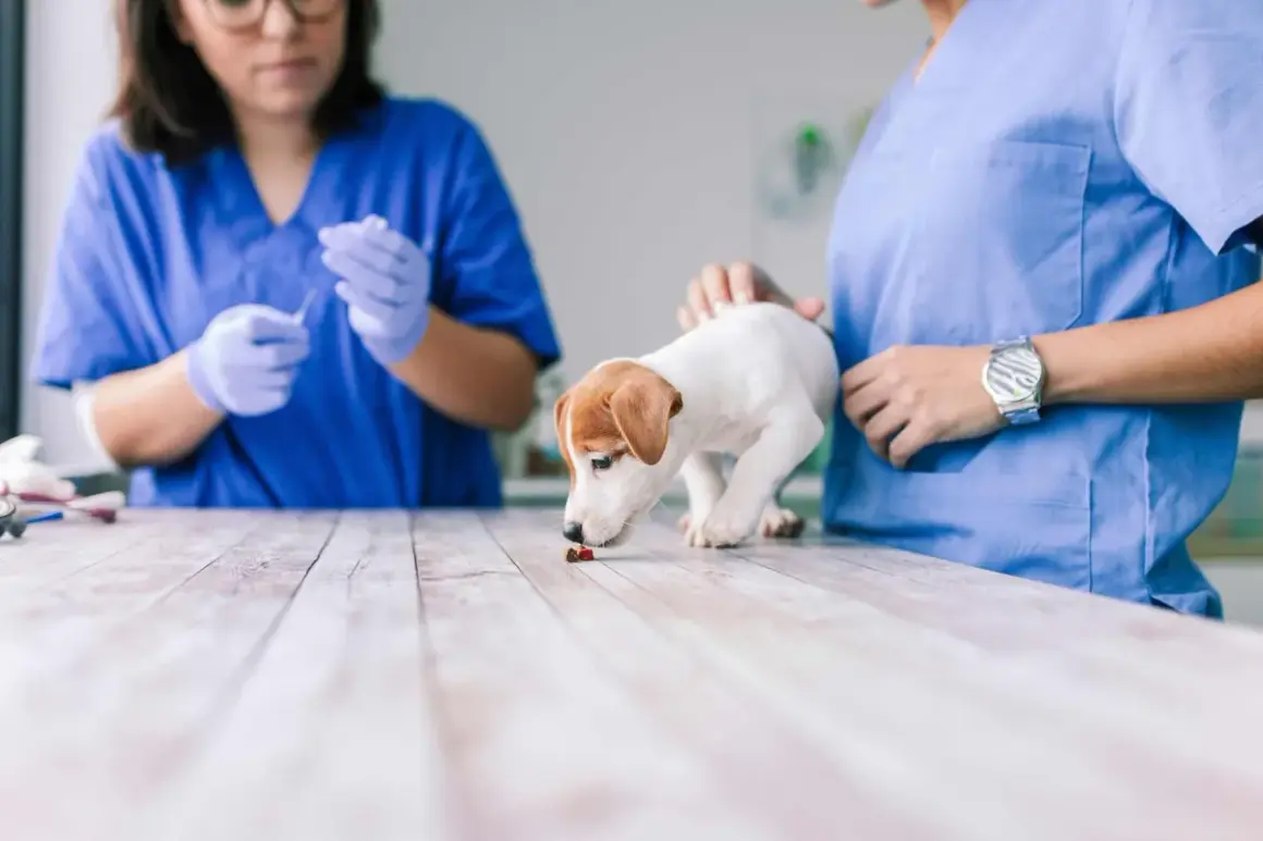 Szczeniak Jack Russell Terrier wącha tabletkę na drewnianym stole, obok weterynarzy w niebieskich fartuchach.