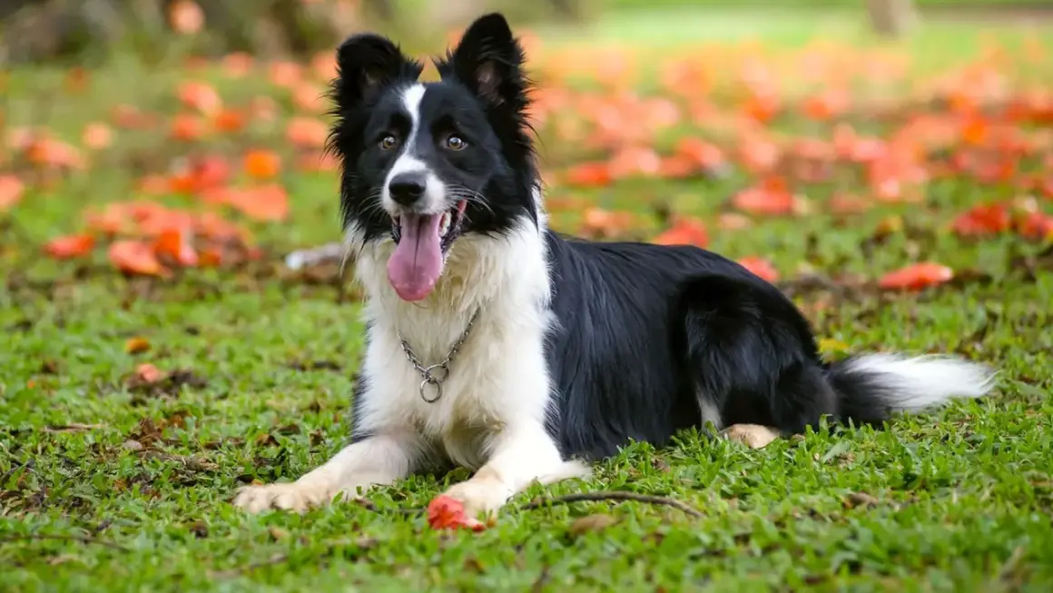 Inteligentny border collie leży na trawie wśród jesiennych liści. Uważany za jedne z najmądrzejszych psów, ten pies wygląda na zadowolonego.