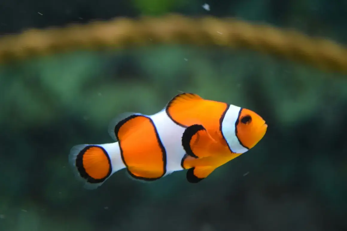 Prawdziwe ryby z "Gdzie jest Nemo": Czy Dory to ryba dla Ciebie?