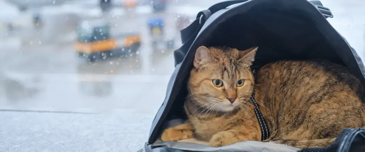 Kot w transporterze czeka na podróż. Czy ma już paszport dla kota?