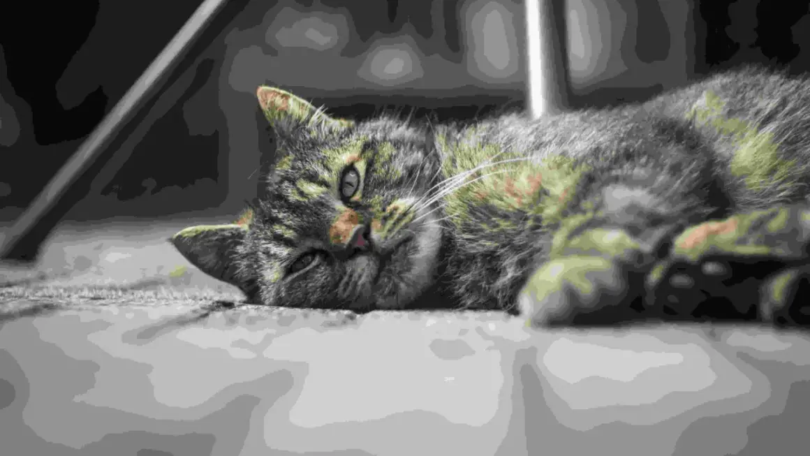 Kot leży smutny, być może z powodu biegunki. Jego futro jest szaro-zielone, a oczy lekko przymknięte.