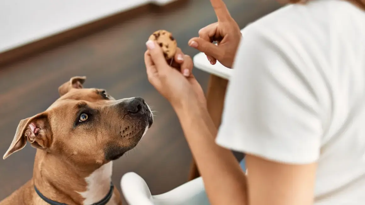 Pies patrzy na ciasteczko z kawałkami czekolady. Czy pies może jeść czekoladę? Nie, to dla niego szkodliwe.