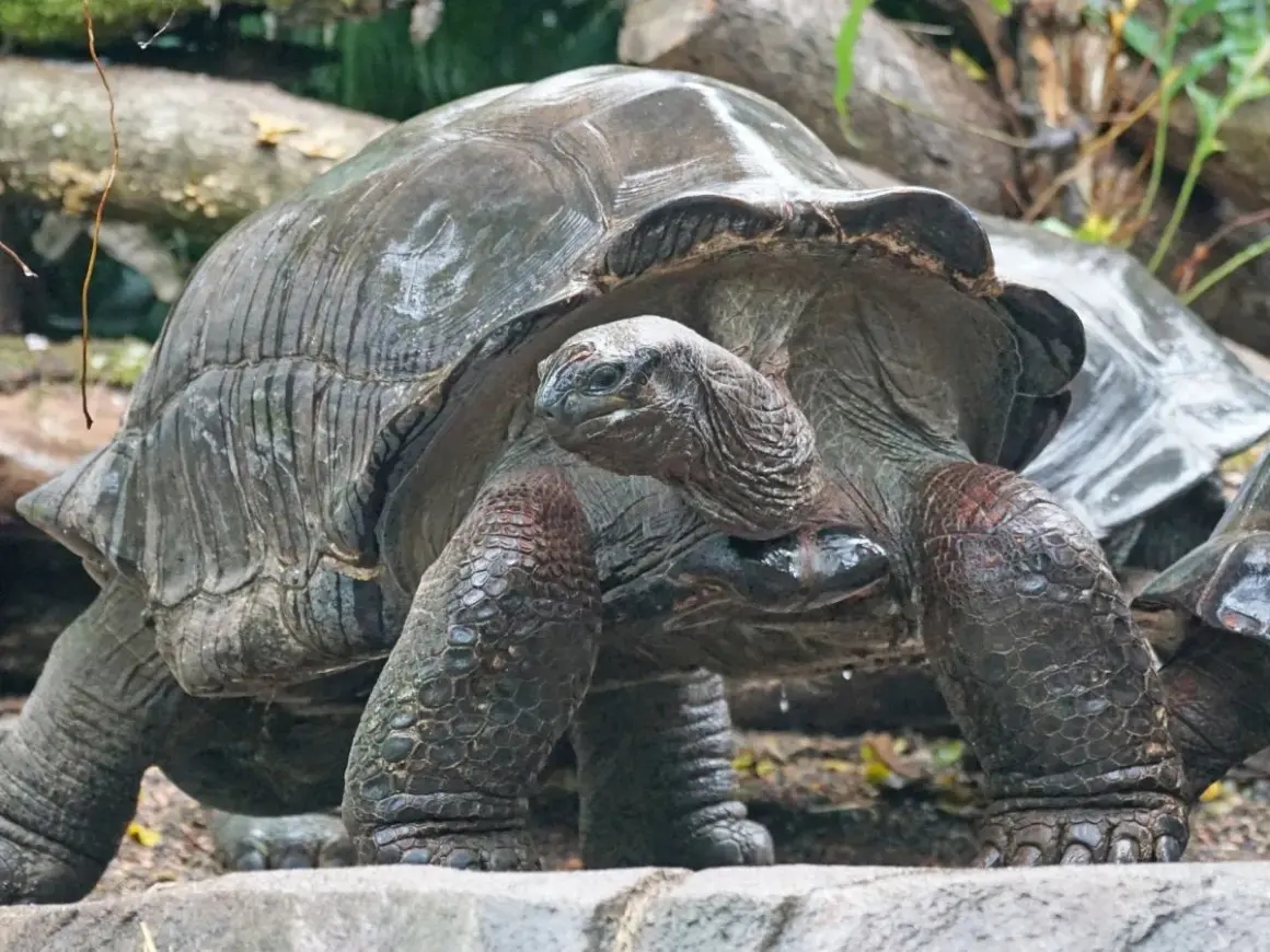 Wielka żółwica galapagoska, symbol tego, jakie zwierzę żyje najdłużej, powoli kroczy po kamieniach.