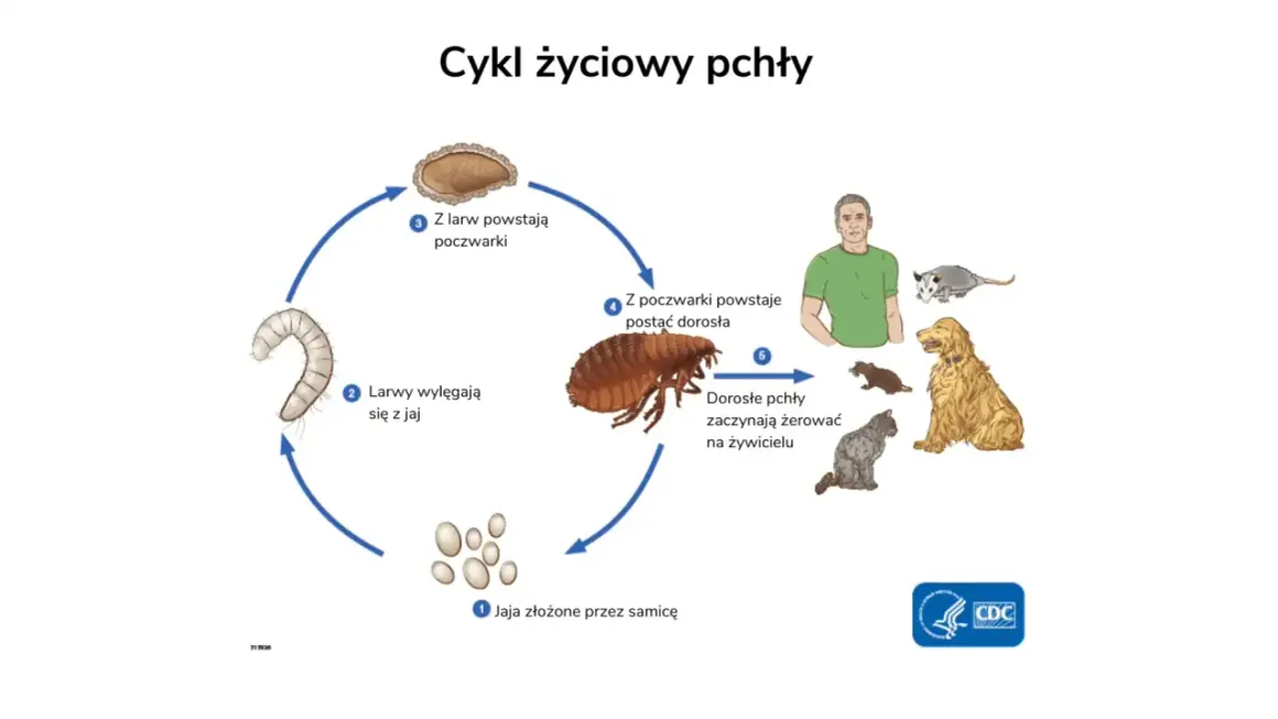 Cykl życiowy pchły: jaja, larwy, poczwarki, dorosłe pchły żerujące na ludziach i zwierzętach w domu.