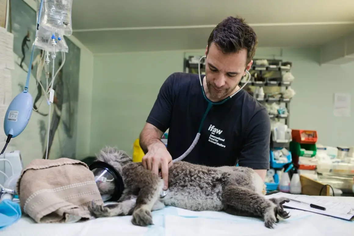 Weterynarz w zoo: Ile zarabia? Pensja, realia, kariera