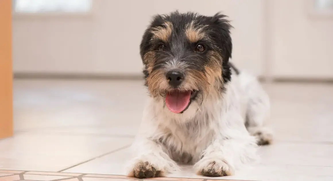 Uroczy piesek rasy Jack Russell Terrier leży na podłodze, dysząc z otwartym pyszczkiem. Szybko oddycha po zabawie.