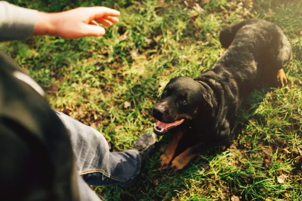 Człowiek uczy psa leżeć na trawie. Rottweiler patrzy na rękę, gotowy do nauki.