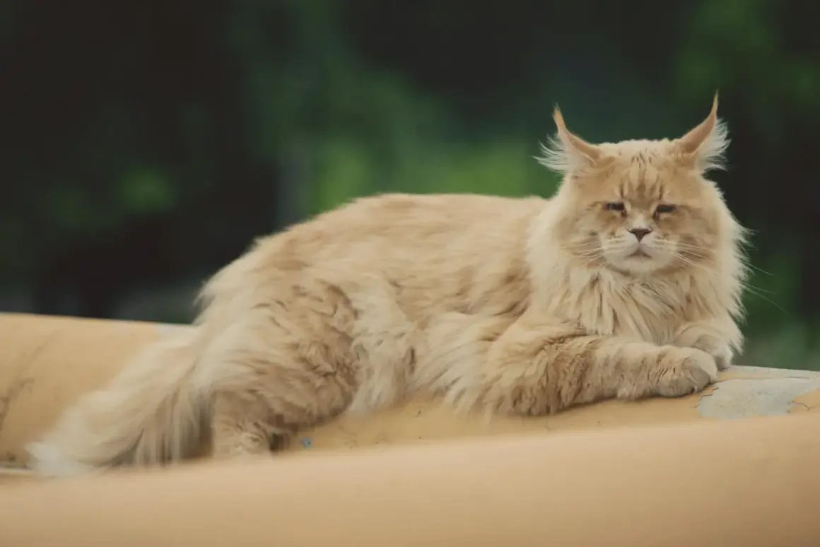 Puszysty rudy kot rasy maine coon, z pędzelkami na uszach, leży na żółtej powierzchni. Jego cena może być wysoka.
