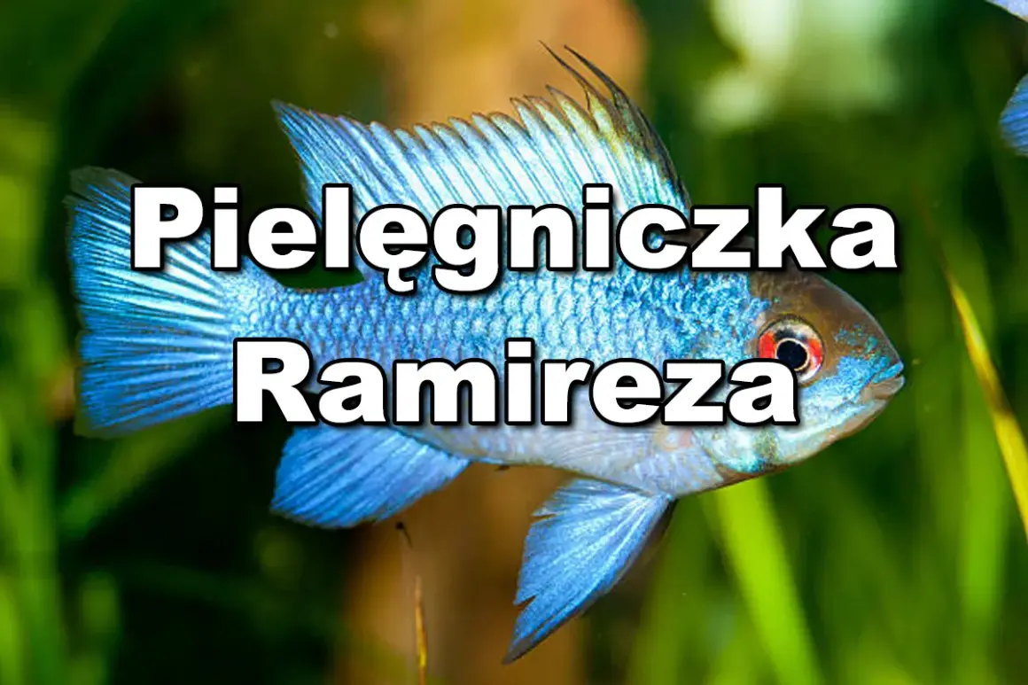 Błękitna ryba akwariowa z pielęgnicowatych, Pielęgniczka Ramirezza, pływa wśród zielonych roślin.