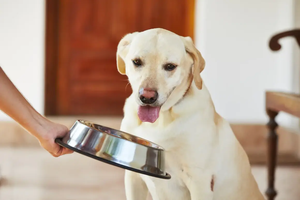 Labrador siedzi z wywieszonym językiem, patrząc na miskę. Wygląda na to, że pies nie chce jeść.