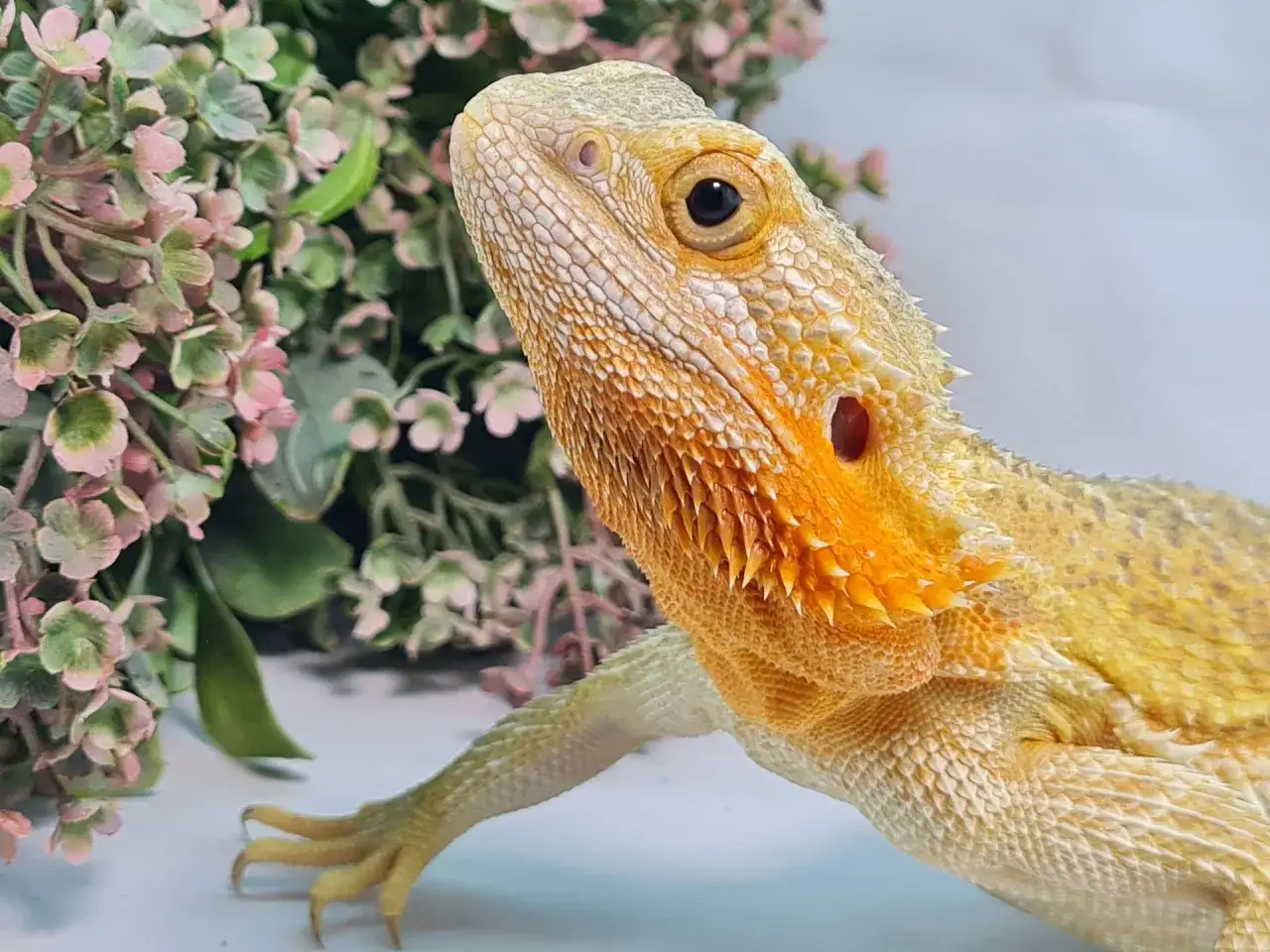 Agama brodata - kolory, morphy i wybór zdrowej jaszczurki