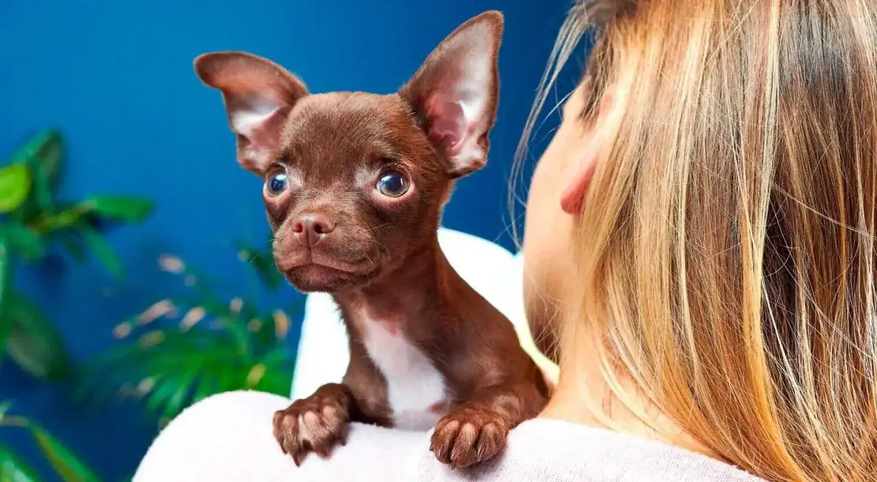 Charakter chihuahua - mały pies o wielkiej osobowości