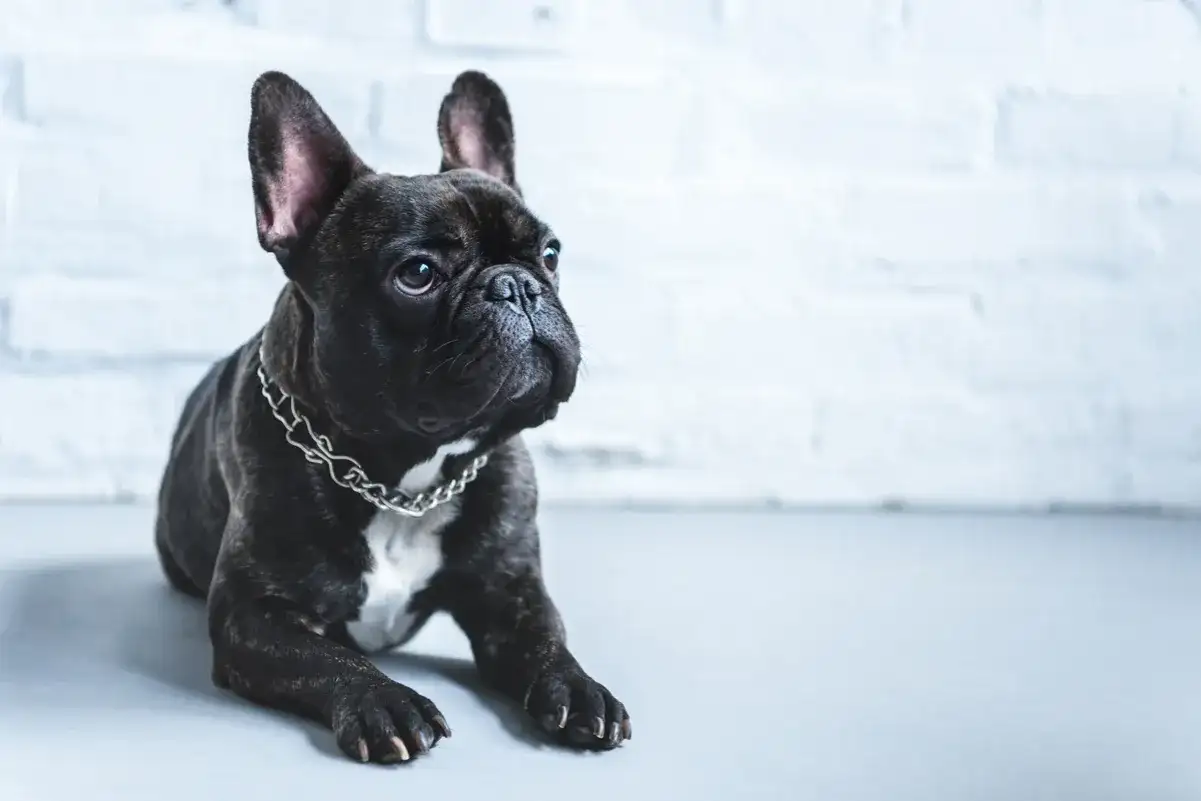 Buldog francuski i jego wady - co trzeba wiedzieć?
