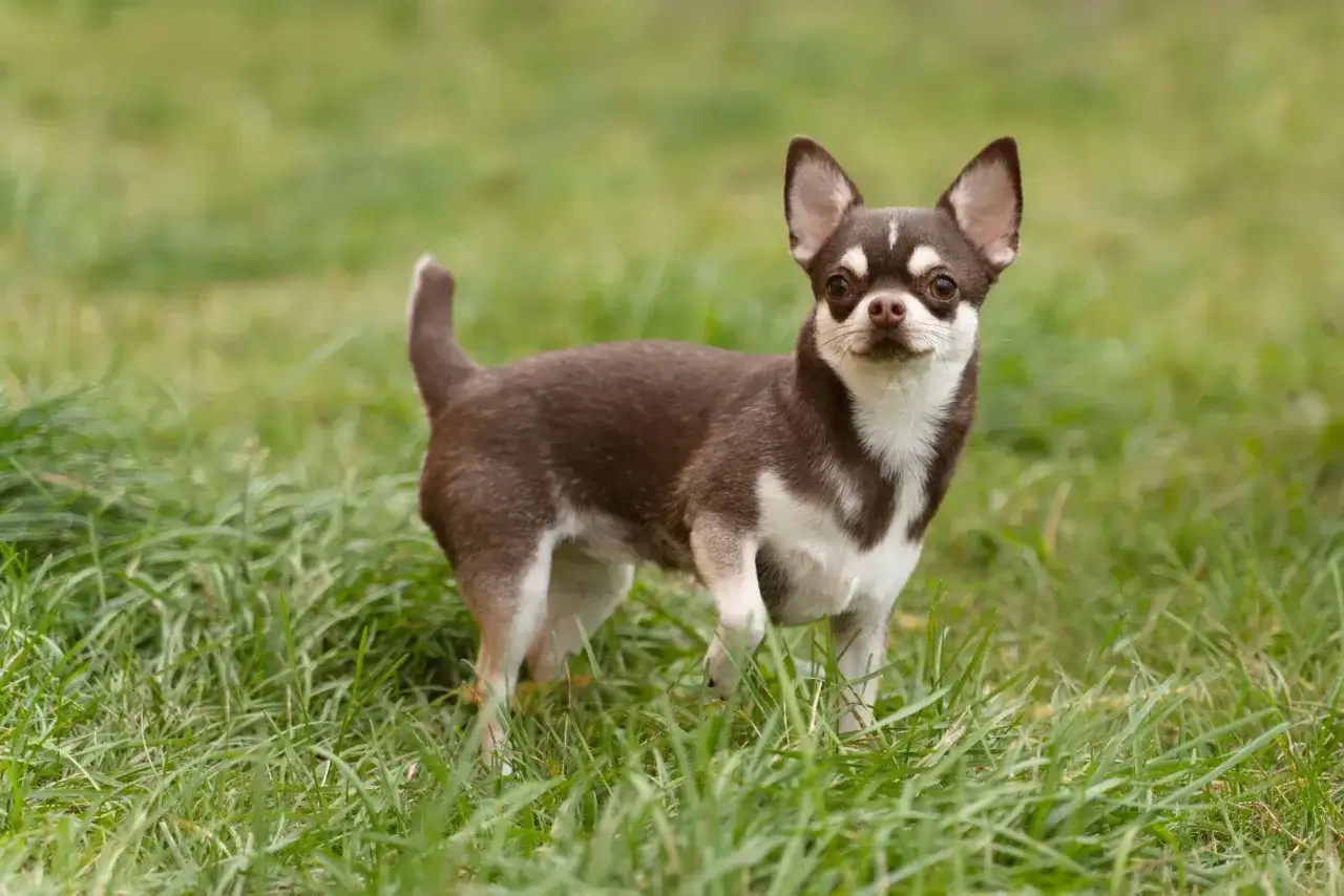 Chihuahua krótkowłosa - charakter, pielęgnacja i zdrowie