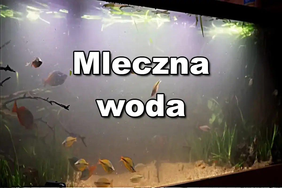 Mętna woda w akwarium - co oznacza i jak ją wyklarować?