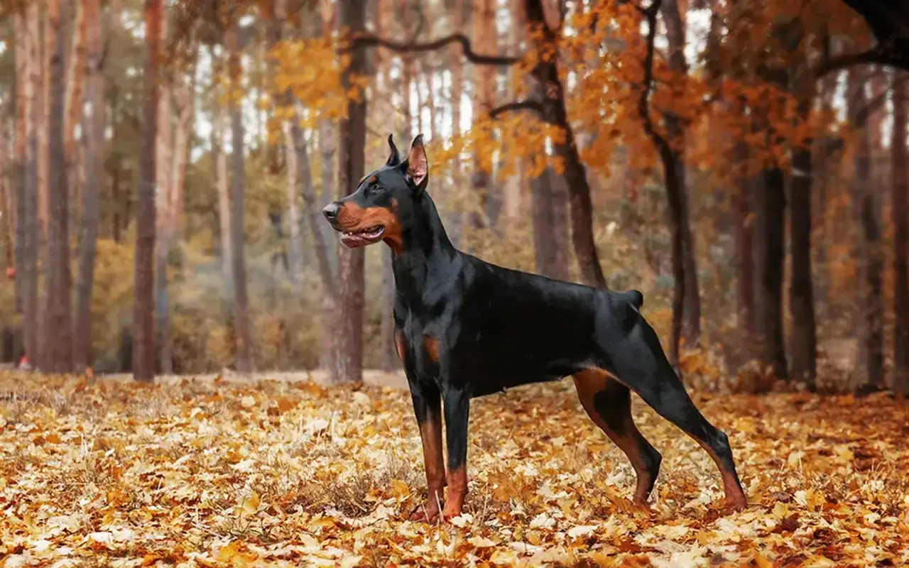 Biały doberman - wygląd, zdrowie i zasady opieki