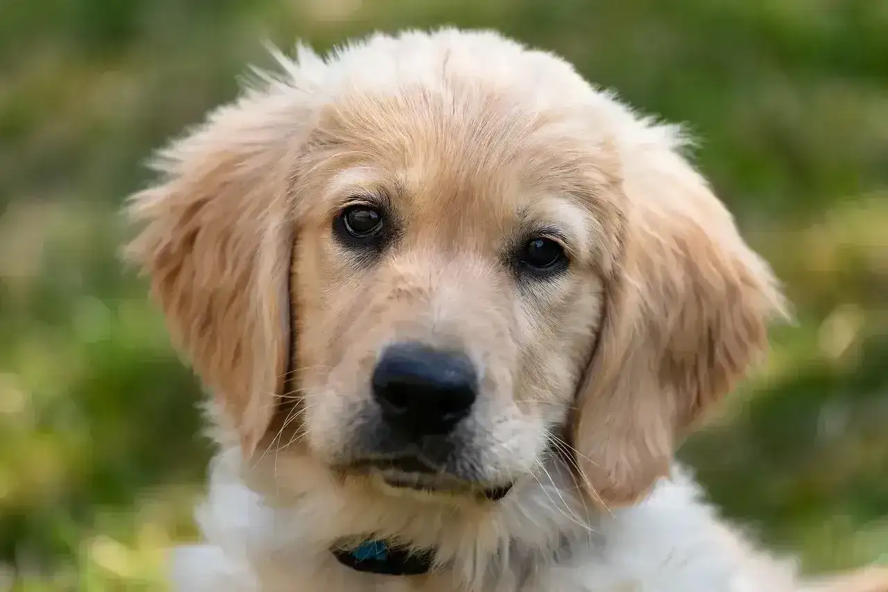 Golden retriever ma włosy czy sierść? Zasady pielęgnacji