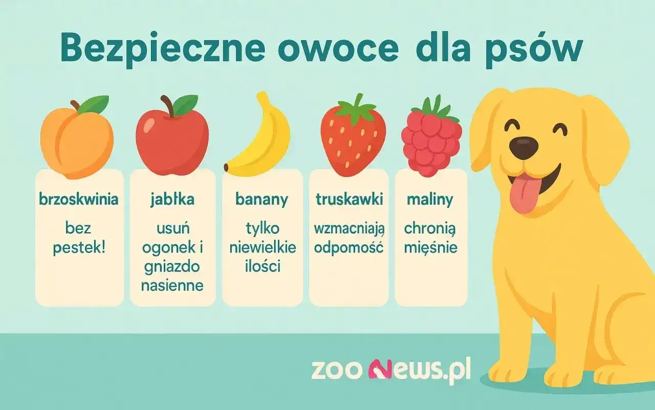 Czy pies może jeść brzoskwinie? Uważaj na pestkę