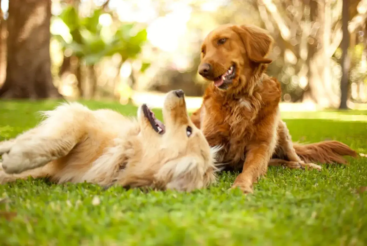 Czarny golden retriever - rasowy pies czy mieszaniec?