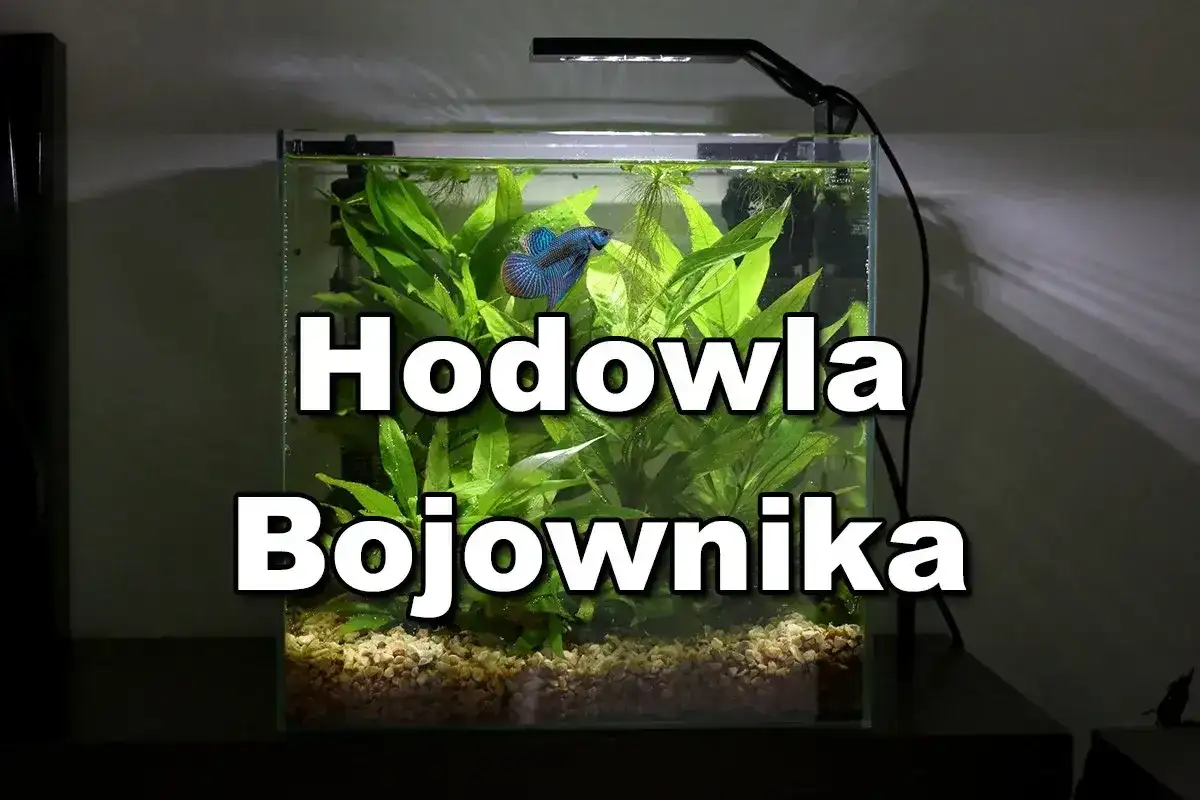 Bojownik w kuli? Sprawdź, jakie akwarium wybrać