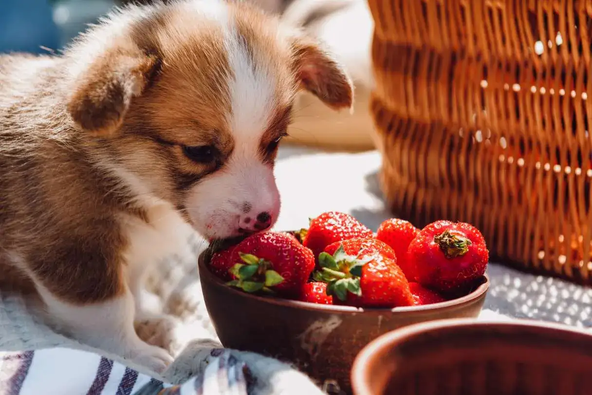 Uroczy szczeniak corgi wącha miseczkę pełną truskawek, zastanawiając się, czy pies może jeść truskawki.