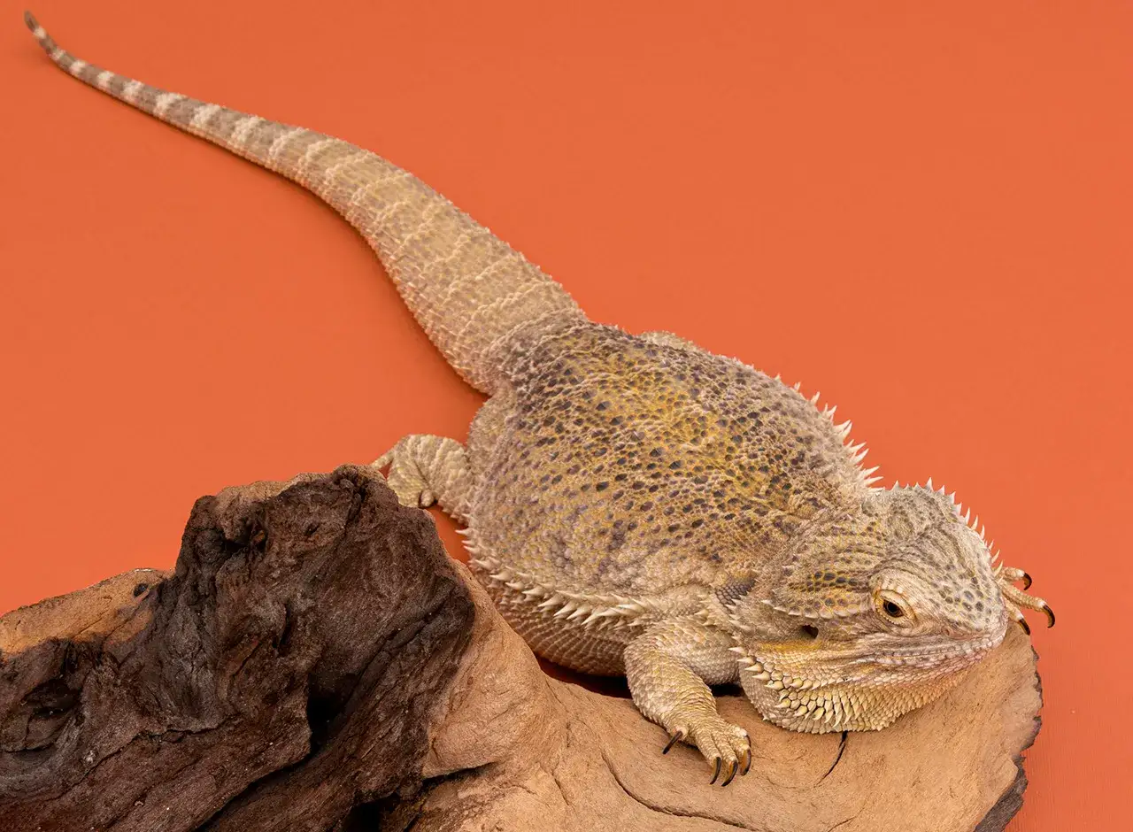 Agama brodata na drewnie. Sprawdź atrakcyjną agama brodata cenę i dowiedz się więcej o tych fascynujących gadach.
