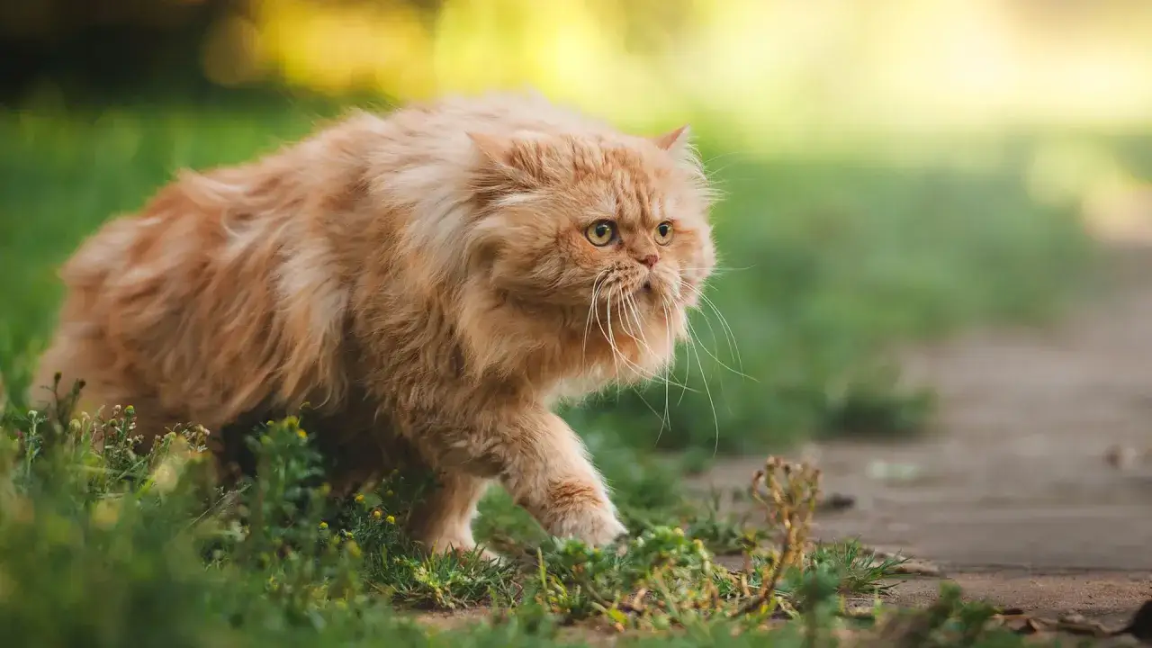 Puszysty rudy pers z długimi wąsami przemierza trawę, zaciekawiony otoczeniem.