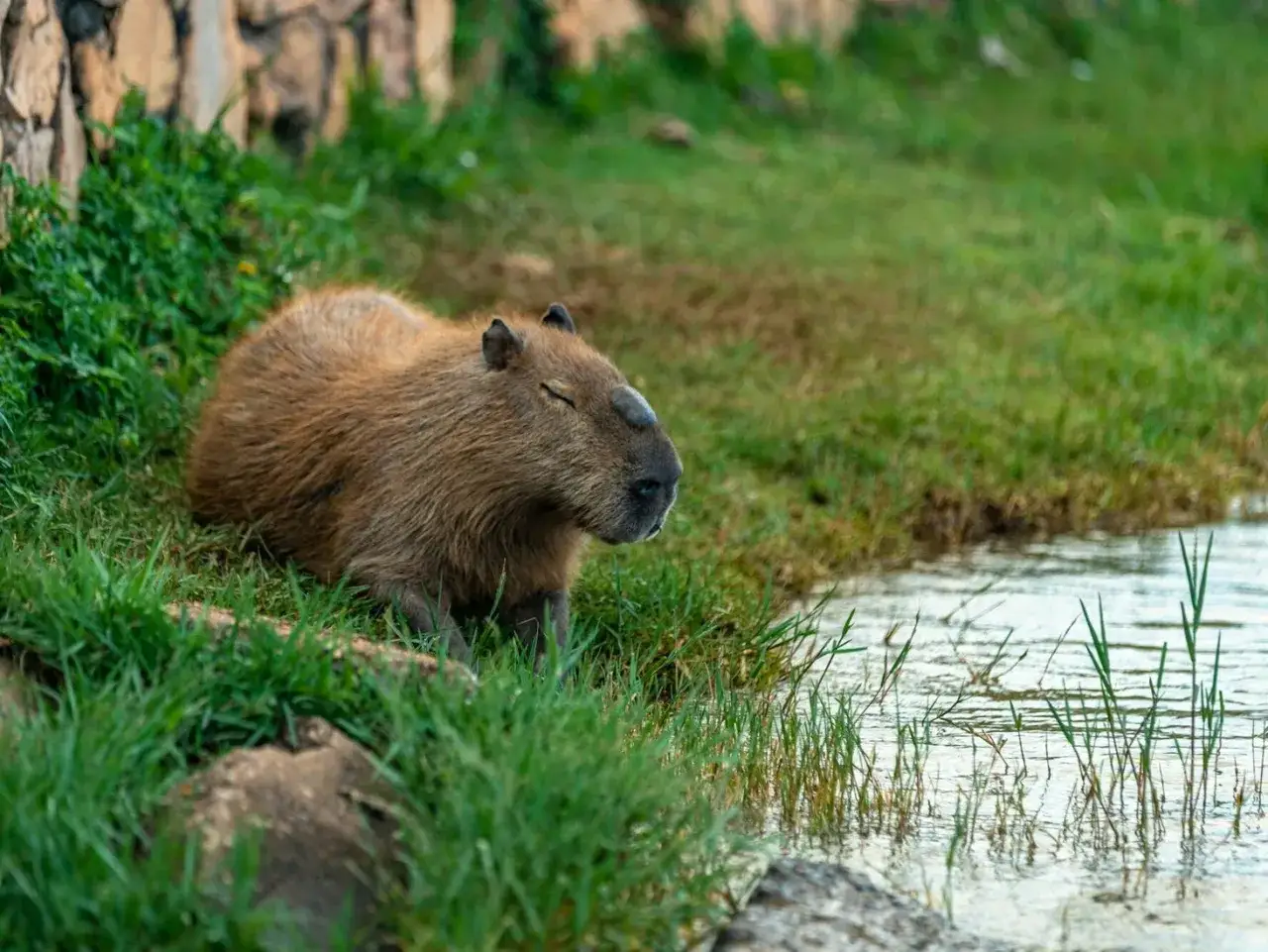Kapibara odpoczywa na trawie przy brzegu wody. Zastanawiasz się, jaka jest kapibara cena?