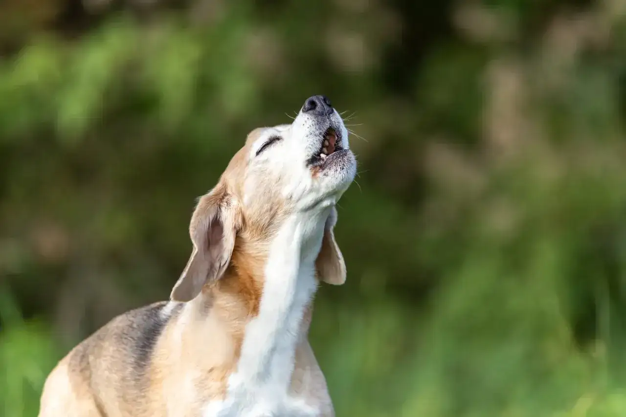 Pies beagle wyje, jakby opowiadał historię o tym, dlaczego pies wyje.