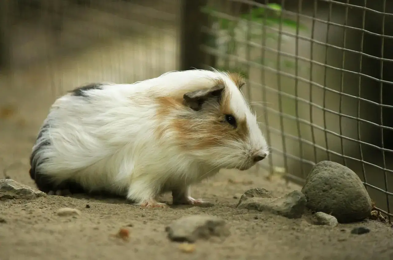 Chomik syryjski długowłosy, puszysty i uroczy, eksploruje piaszczyste podłoże obok kamieni i siatki.