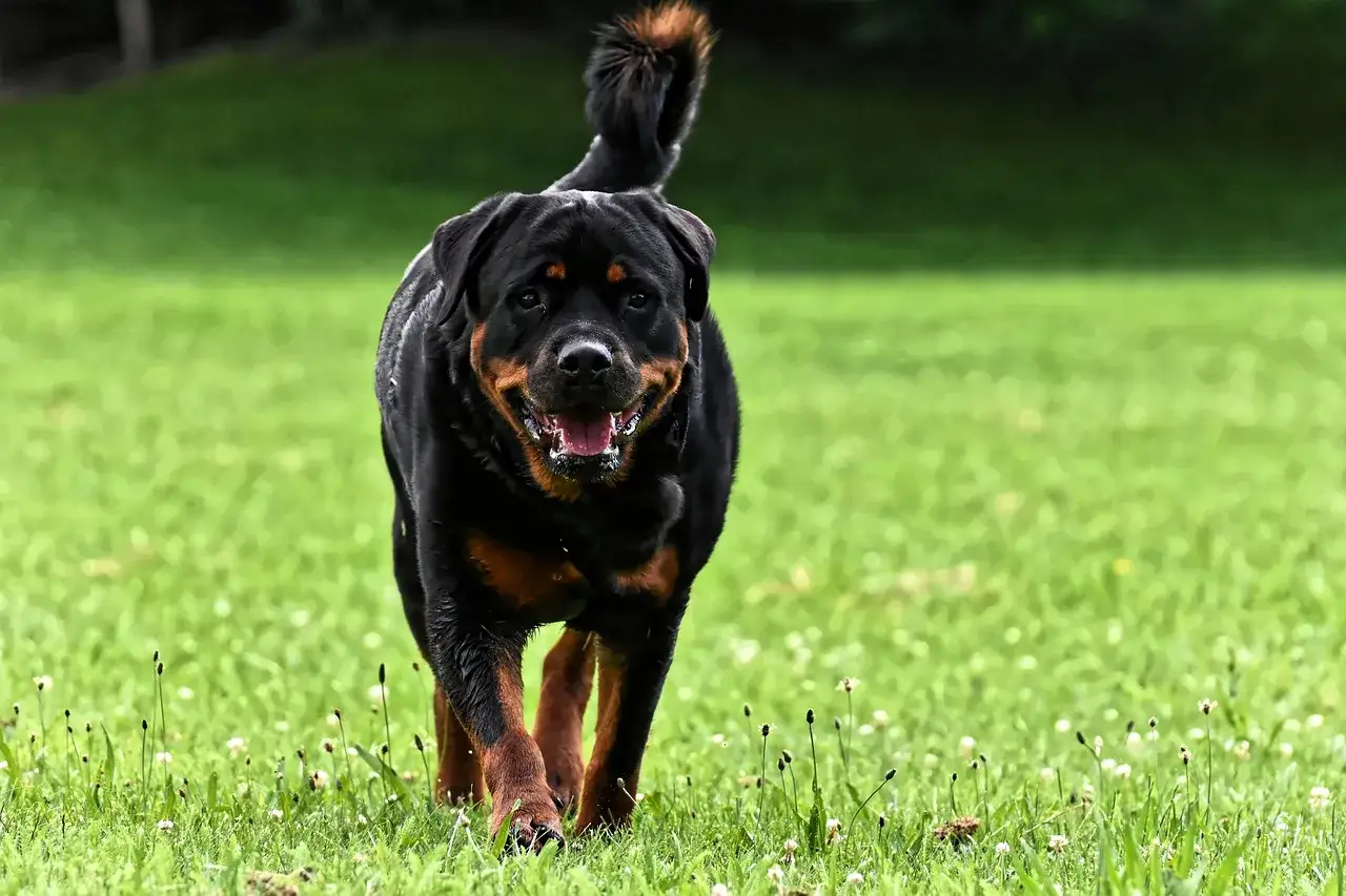 Rottweiler usposobienie: pies biegnie po trawie, radosny, pewny siebie, z podniesionym ogonem.