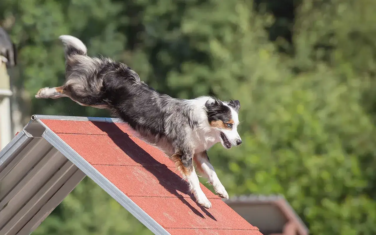 Pies rasy border collie skacze z pochylonej rampy. Jego inteligencja, czyli ile iq ma pies, pozwala mu na takie akrobacje.