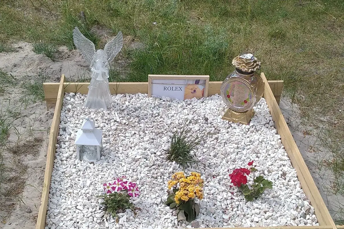 Weterynarz informujący o opcjach po eutanazji psa