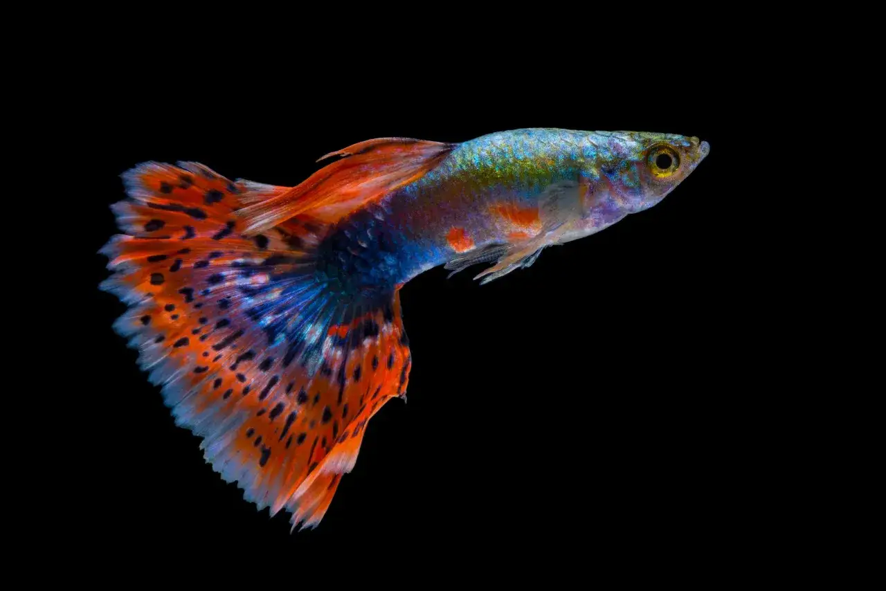 rybki z bajek i film&oacute;w, Nemo Dory