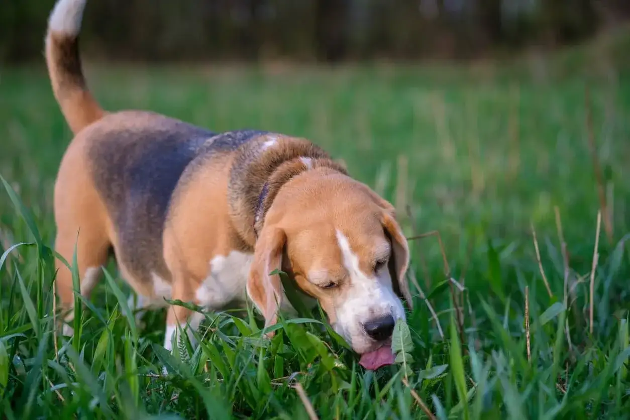Uroczy beagle wesoło je trawę na łące, ciesząc się wiosennym dniem.