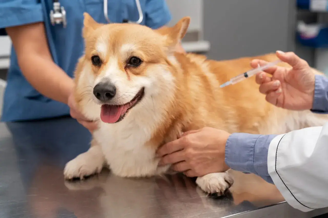 Weterynarz podaje szczepionkę corgi. Dowiedz się, ile kosztuje szczepienie psa, aby zapewnić mu zdrowie.