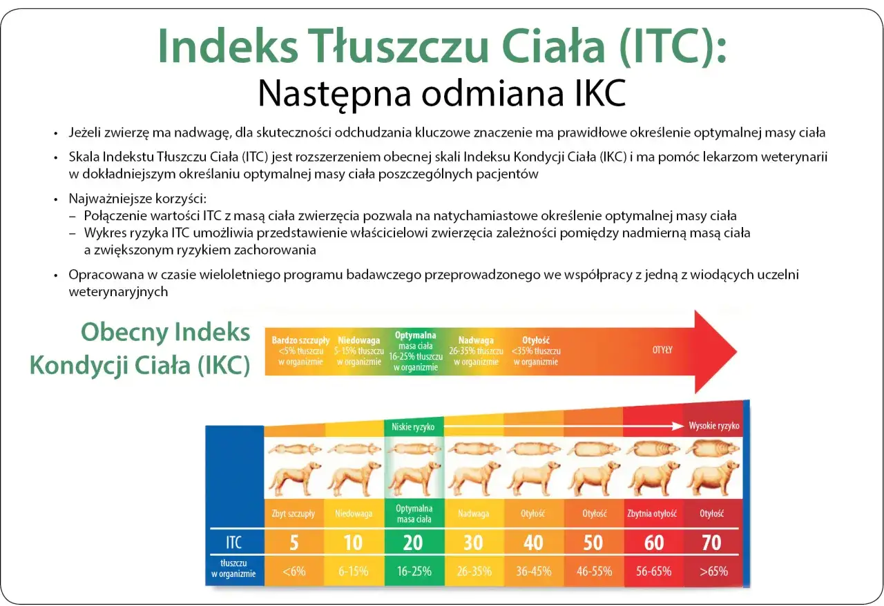 Skala ITC pomaga określić, jak odchudzić psa, pokazując zależność między masą ciała a ryzykiem chorób.