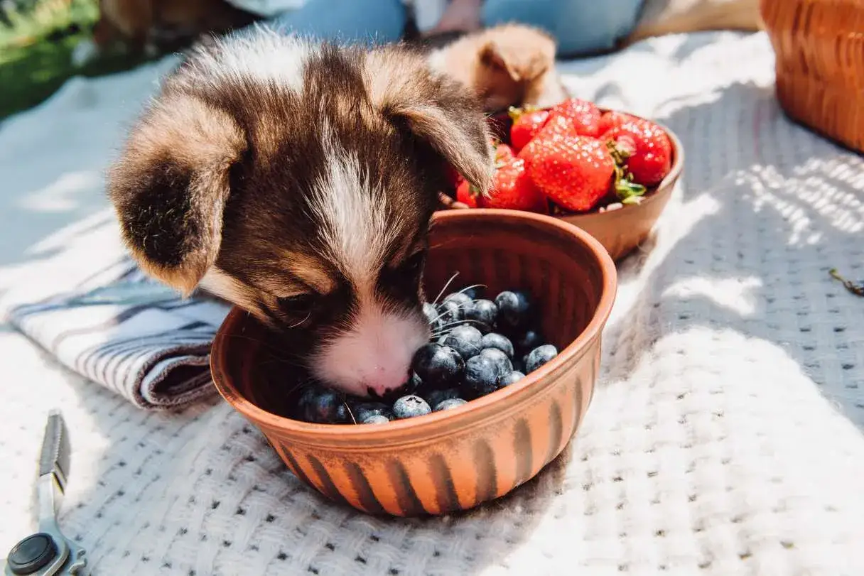 Szczeniak corgi zjada borówki z miseczki. Czy pies może jeść borówki? Tak, są zdrowe!