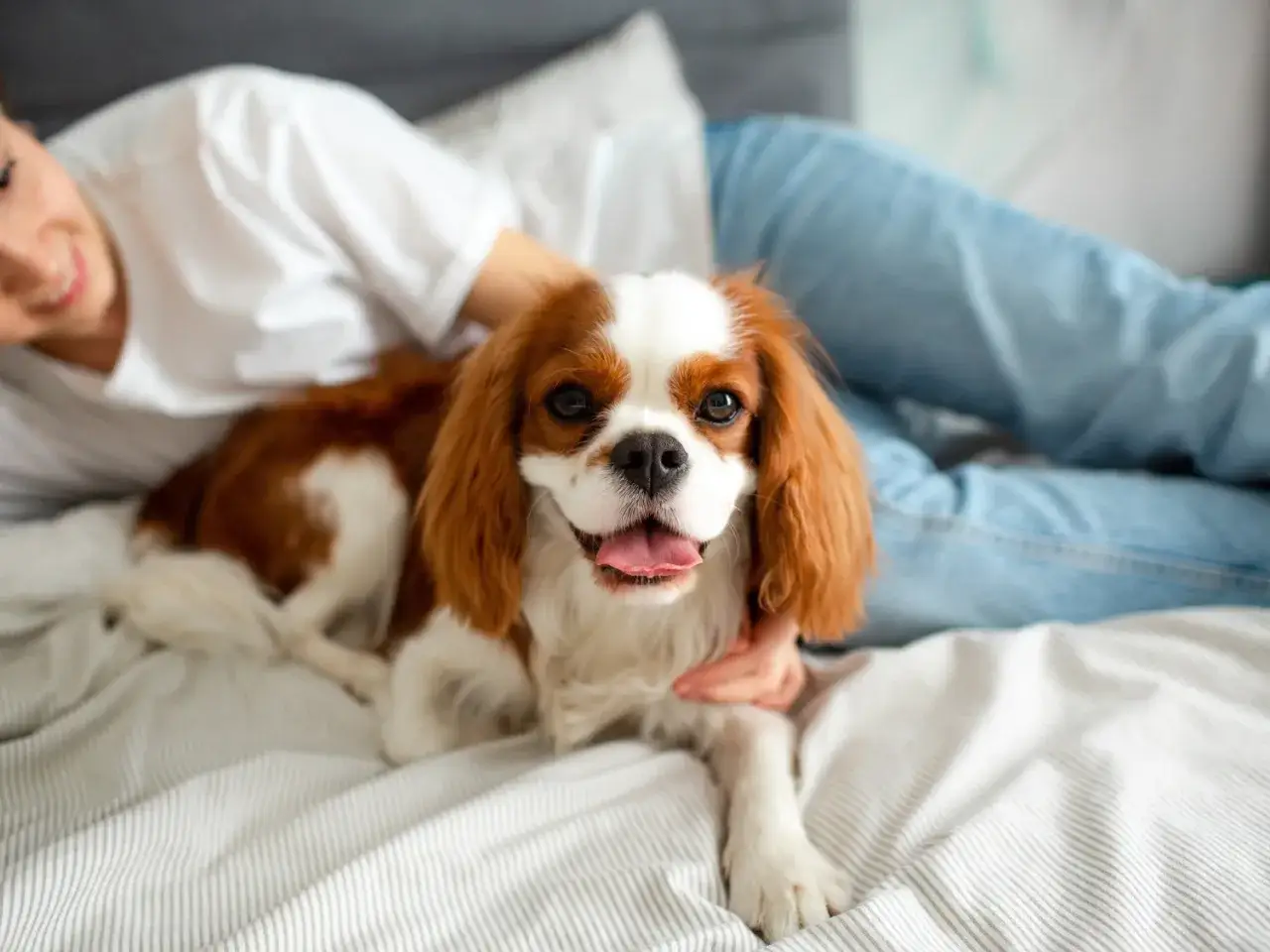 Mądry pies do domu, cavalier king charles spaniel, leży na łóżku obok uśmiechniętej osoby.