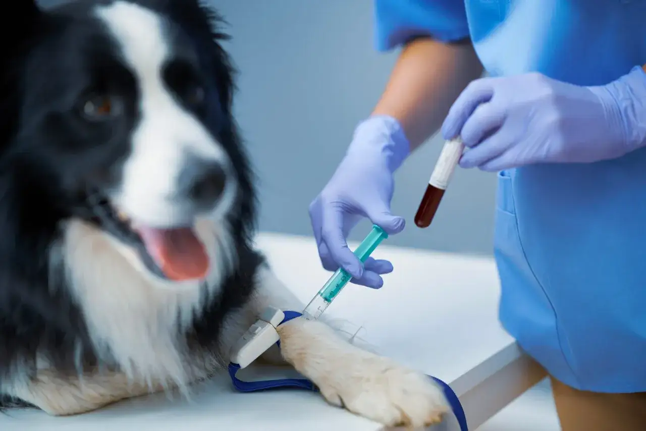 Weterynarz pobiera krew od psa rasy border collie do badań. Wyniki pomogą ustalić, czy potrzebny jest hepaxan.