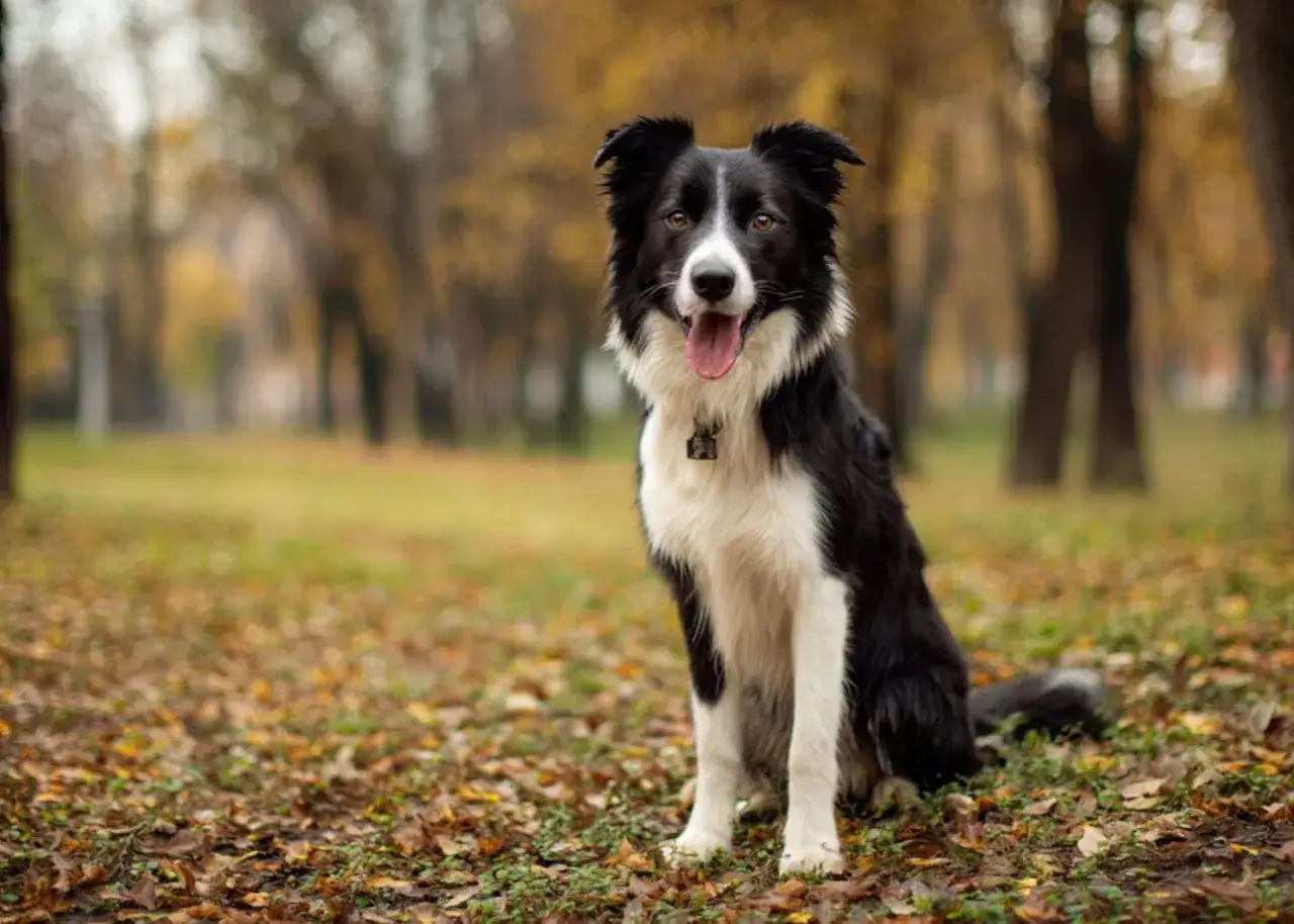 Siedzący pies rasy border collie w jesiennym parku, z językiem na wierzchu.