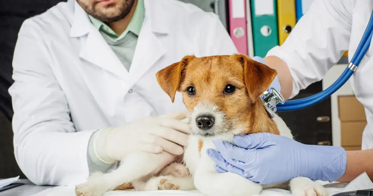 Weterynarz a doktor nauk weterynaryjnych r&oacute;żnice