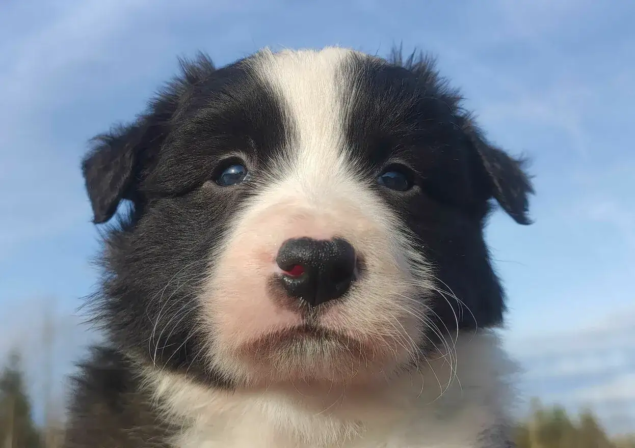 Urocza suczka border collie z błękitnymi oczami, idealna do znalezienia imię dla suczki.