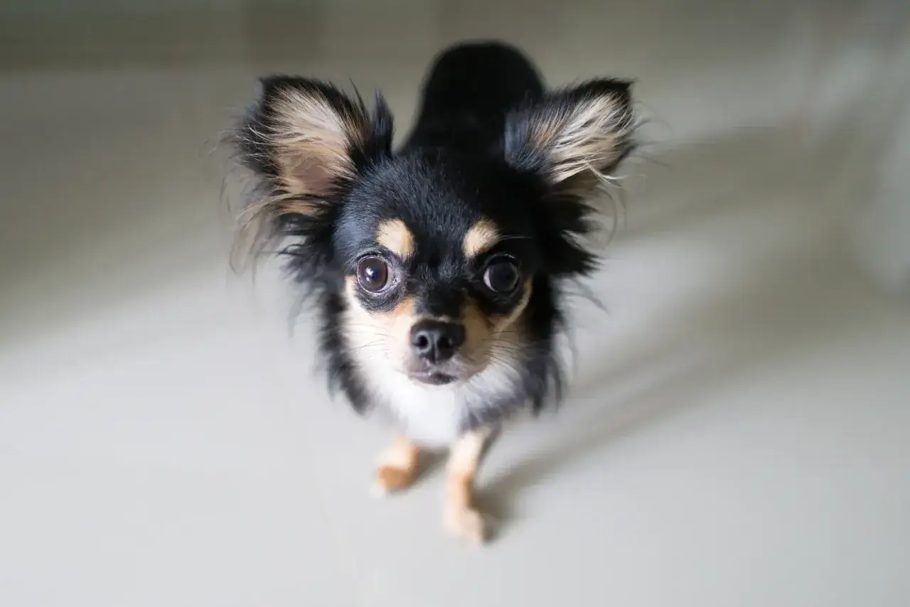 Uroczy chihuahua długowłosa z wielkimi oczami patrzy w górę, czekając na smakołyk.