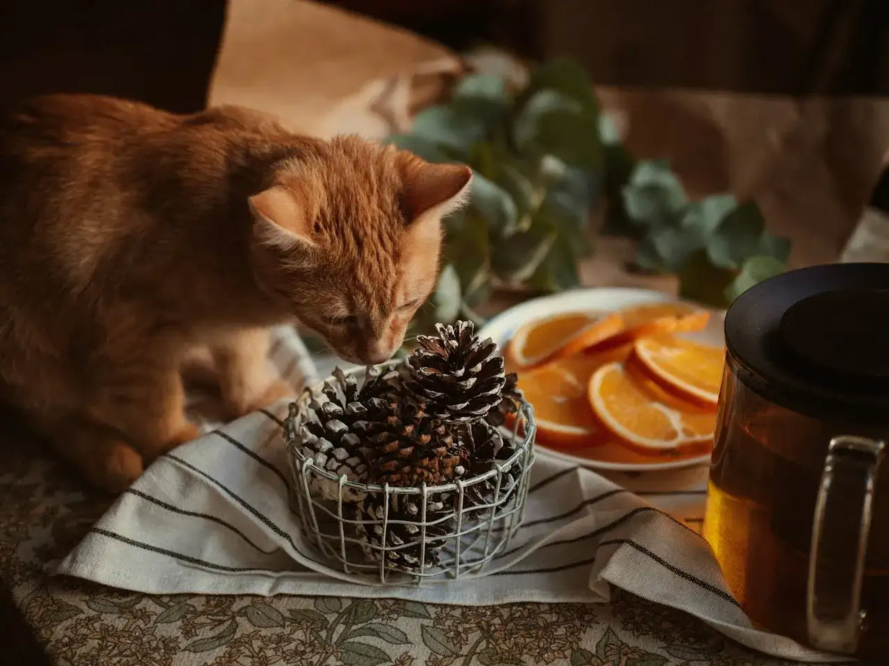 Pomarańczowy kotek wącha szyszki, być może odkrywając, jakiego zapachu nie lubią koty. Obok talerz z pomarańczami i dzbanek herbaty.