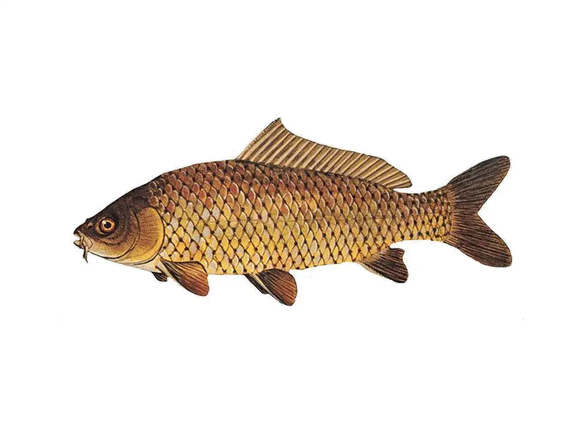 Złocisty karp, ryba karpiowata, pływa w krystalicznie czystej wodzie.