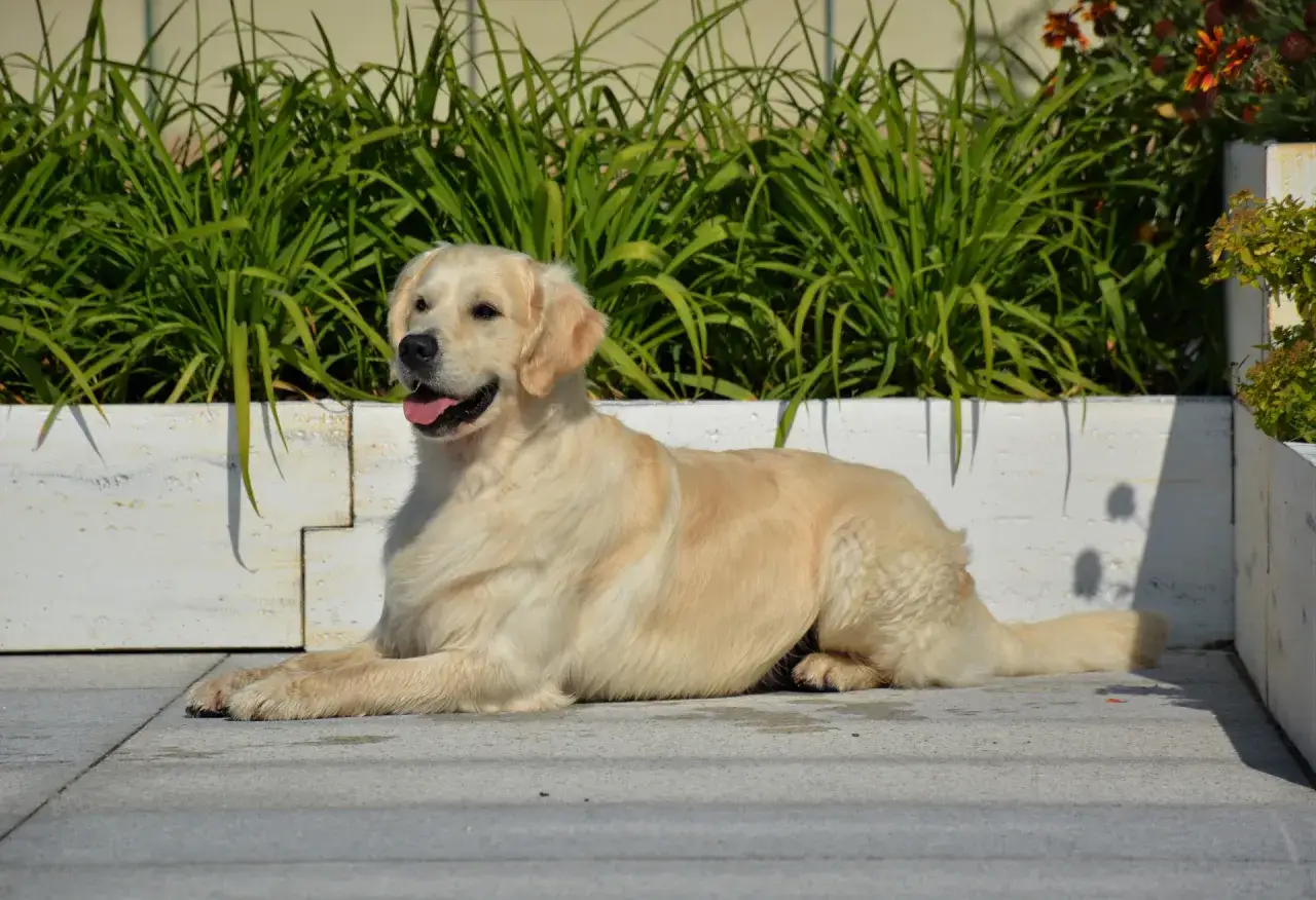 Piękny golden retriever leży na chodniku. Zastanawiasz się nad jego golden retriever cena?