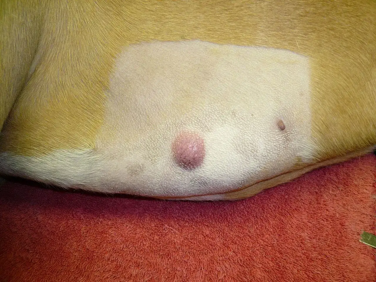 Widoczny mastocytoma u psa, różowy guzek na skórze, obok mniejsza zmiana.