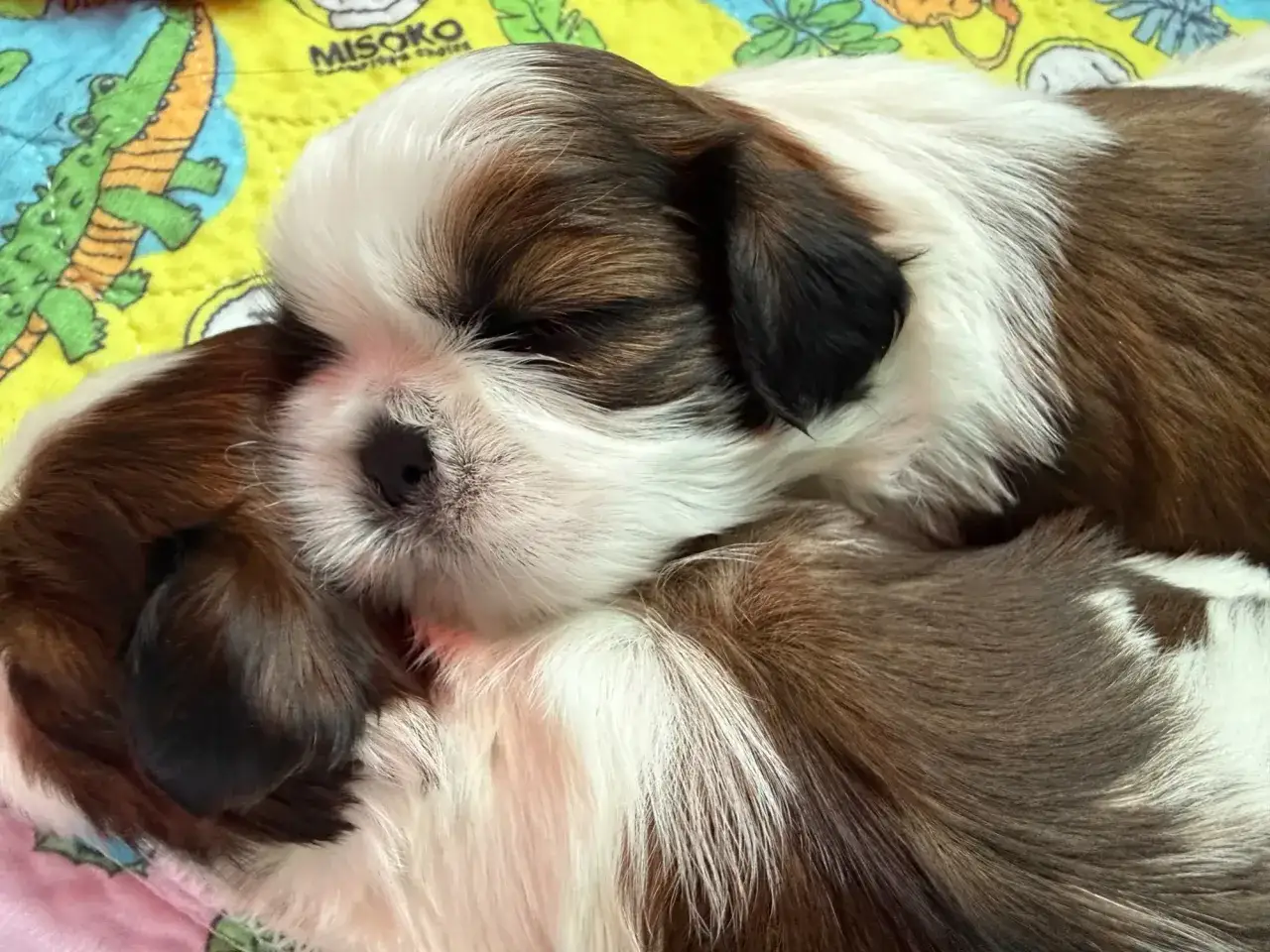 Dwa urocze szczenięta rasy shih tzu śpią wtulone w siebie. Ich cena jest adekwatna do uroku.