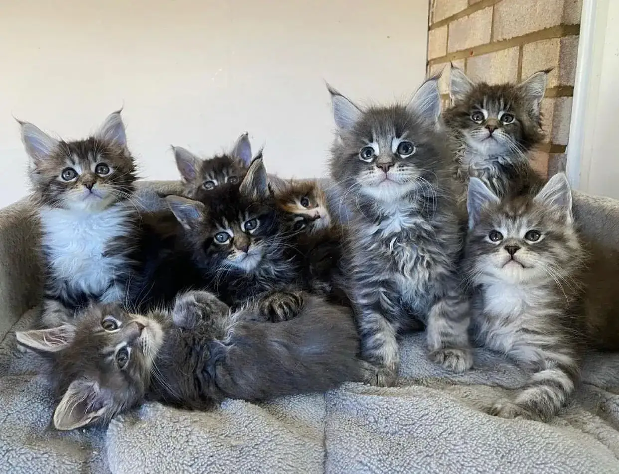 Urocze kocięta rasy Maine Coon, z pewnością ich cena jest wysoka. Wiele puchatych maluchów w jednym miejscu.